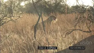 Lioness stalking hunting in grassland, Steam from her breath WS