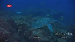 Sea Turtle swimming with bluestriped Grunts GENERAL BEHAVIOUR