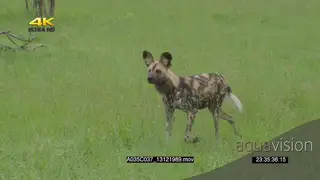 African wild dog jogging hunting patrolling towards past camera SLOW MOTION