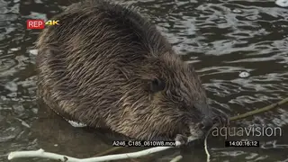 Beaver eating a bark in a pond PROFILE