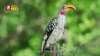 Southern red-billed hornbill on a tree branch, turning its head and looking around.