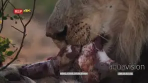 Extreme close up of male lion's head feeding on a kill