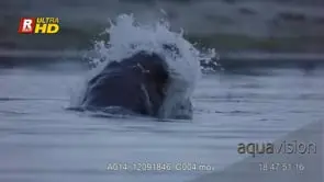 Two adult Hippos aggressive behaviour, intimidation and fighting, MCU;LATE AFTERNOON.
