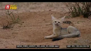 Close up shot of juvenile cape fox sitting next to the burrow after the rain