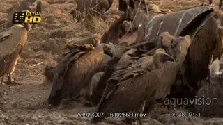 Hyenas and Vultures feeding on elephant carcass, general behaviour.