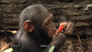 Young Chimpanzee foraging and feeding on fruits in the rainforest