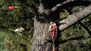Magpie standing on tree eating Elk carcass hanging MLS