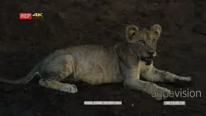 Close side view shot of lion cub laying down at dusk
