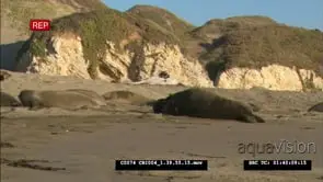 Elephant seals on beach, crawling around MWS