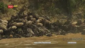 Wildebeest herd swimming across the mara river