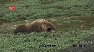 Musk Ox on Greenland tundra Green MS