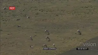 AERIAL ZI A herd of Pronghorn standing and grazing GENERAL BEHAVIOUR