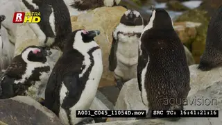 Group of African Penguins standing, preening, looking around and shaking head.