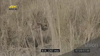 African wild dog clan with puppies following behind walking through grassland