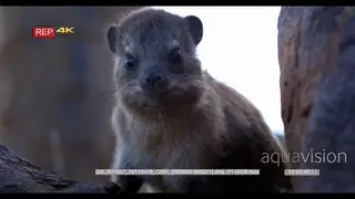 CU of dassie's face looking into camera