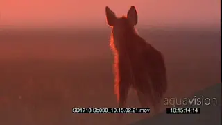 Brown Hyena facing away walking in pinkinsh sunset light reflection stop looking…
