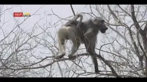 Chacma Baboon standing walking and looking around on tree MLS