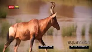 Hartebeest walking into the Bushveld after drinking water