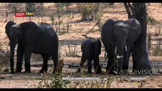 African elephants family at a water point