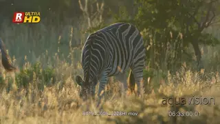 Plain Zebra standing, feeds on grass and chews while looking towards the camera.