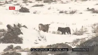 Elk Antelope and Gray Wolf standing on prairie during snow fall and intimidating one.