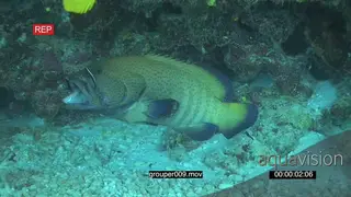 Peacock Rockcod swimming through cleaning station with mouth open Bluestreak Cleaner.
