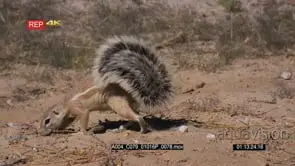 close up tracking shot of a male cape ground squirrel xerus inauris with a huge bushy.
