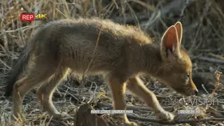 Black-backed jackal pup scratching and walk around sniffing
