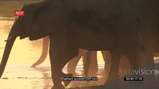 Herd of elephants standing at a riverbank and drinking water MS