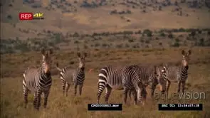 A Small Dazzle of Zebras Standing Looking at the Camera and Grazing