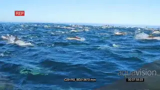 A school of common dolphins swimming and porpoising TOPSIDE LWS GOOD LIGHT