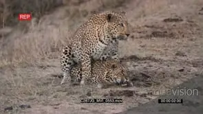 Leopards mating on bushveld MLS HAND