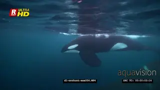 Orca Killer Whales hunting herring in noway UW