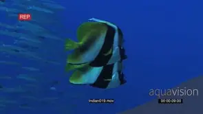 Masked Bannerfish with schools Barracudas and Black Triggerfish swimming underwater in.