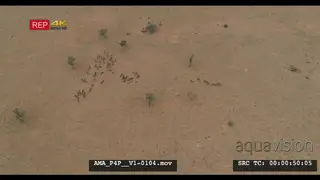 Aerial Drone shot over bushveld Wildebeest herd general
