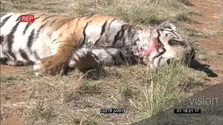 Dominant male Tiger suffocate and kill rival