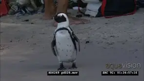African Penguins at Boulders Beach, with beachgoers and bathers