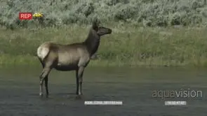 3 spotted elk calves grooming and 1 female adult, adult runs