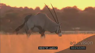 Gemsboks grazing at sunset with golden light FF SUNSET