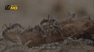 A Close Up colony of ants crawling around.