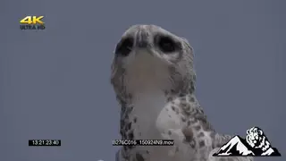 Juvenile martial eagle on a tree then it flies off. Close-Up, general behaviour.