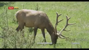 Elk standing, walking and grazing PROFILE GREEN