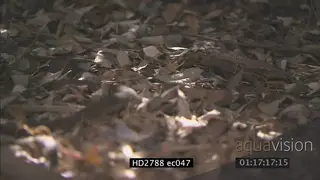 Mozambique Spitting Cobra crawling in bushveld away from camera MLS