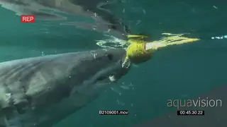 Great white shark swimming underwater in ocean biting bait line shaking it and camera.