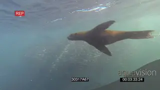 Cape Fur Seals Common Dolphins circling going through Sardine baitball feeding UNDERWATER.