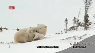 Polar bear cubs playing around mother resting trying to sleep