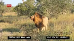 African Lion Male looking up in tree then walking off on dirt road MS