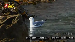 Hartlaub's gull wading and looking for aquatic insects.