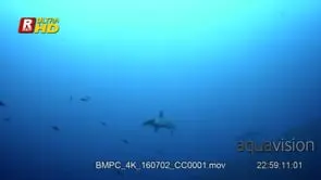 Two scalloped hammerhead sharks glides through the sea, LA; DAY.