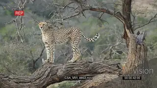 Cheetah on dead tree scouting around hunting investigating tree bark